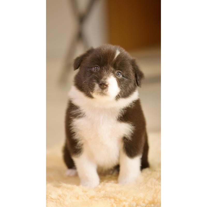 販売中の岐阜県のボーダーコリー-429852