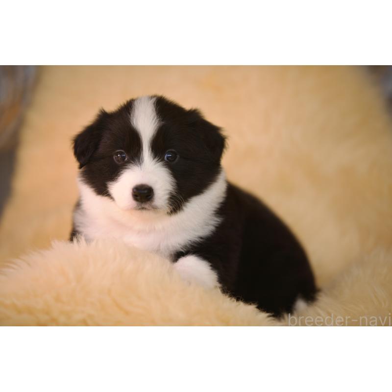 販売中の岐阜県のボーダーコリー-429851