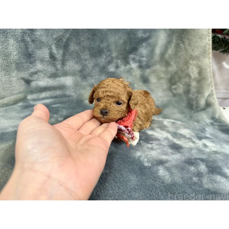 成約済の愛知県のトイプードル-429807の5枚目