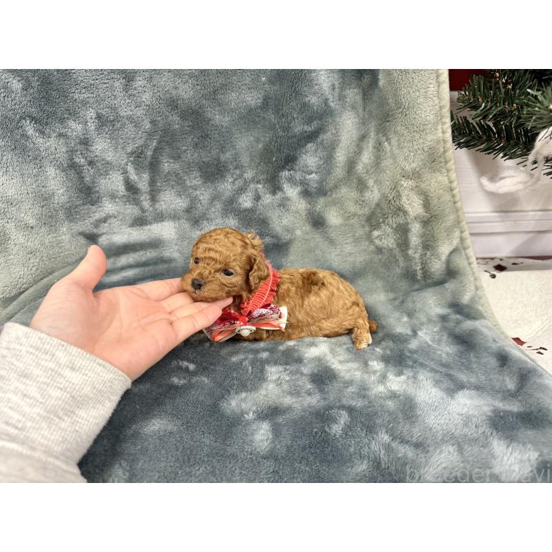 成約済の愛知県のトイプードル-429807の4枚目