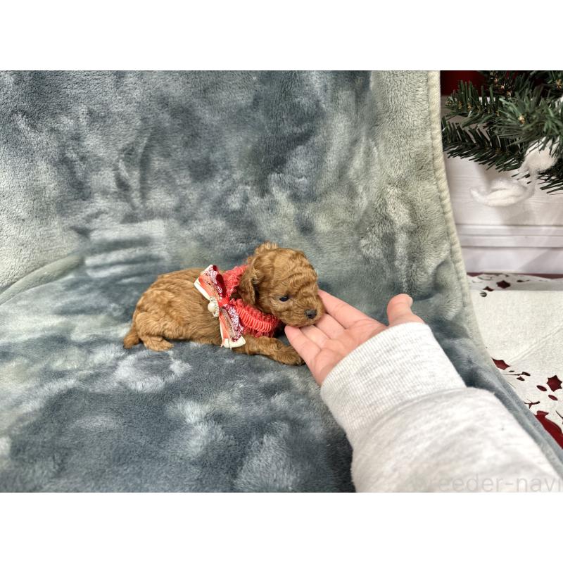 成約済の愛知県のトイプードル-429807の3枚目