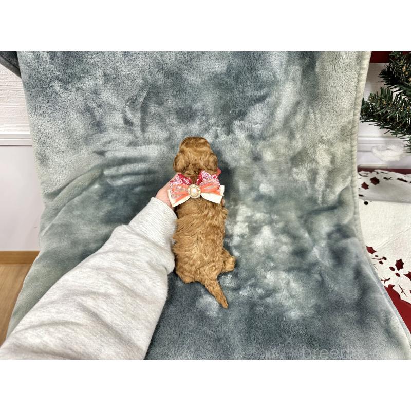 成約済の愛知県のトイプードル-429807の2枚目