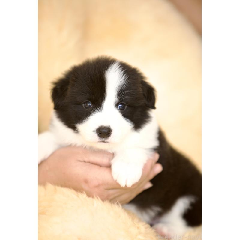 販売中の岐阜県のボーダーコリー-429850