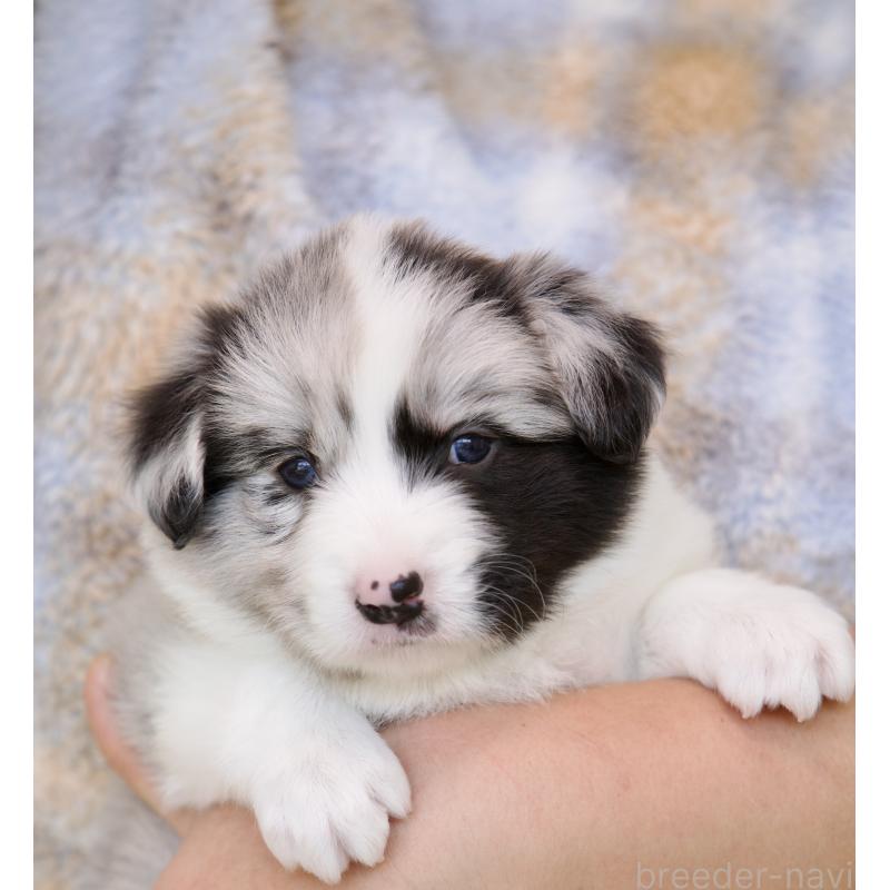 販売中ののボーダーコリー-429848