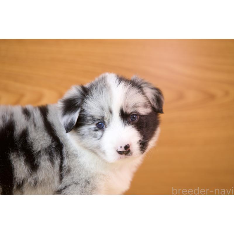 成約済の岐阜県のボーダーコリー-429848の10枚目