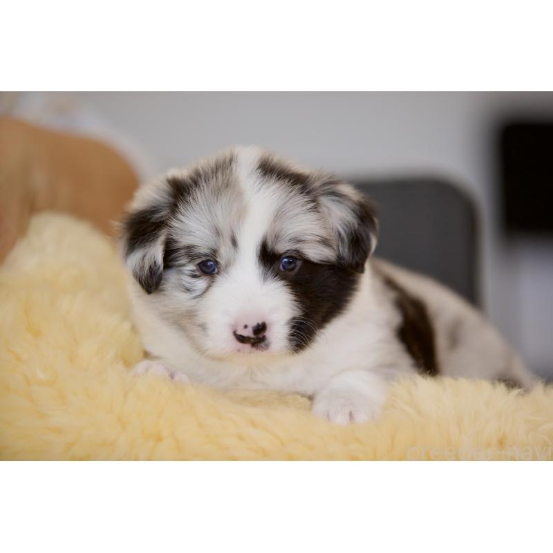 成約済の岐阜県のボーダーコリー-429848の8枚目