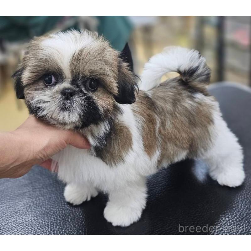 販売中の熊本県のシーズー-432740の4枚目