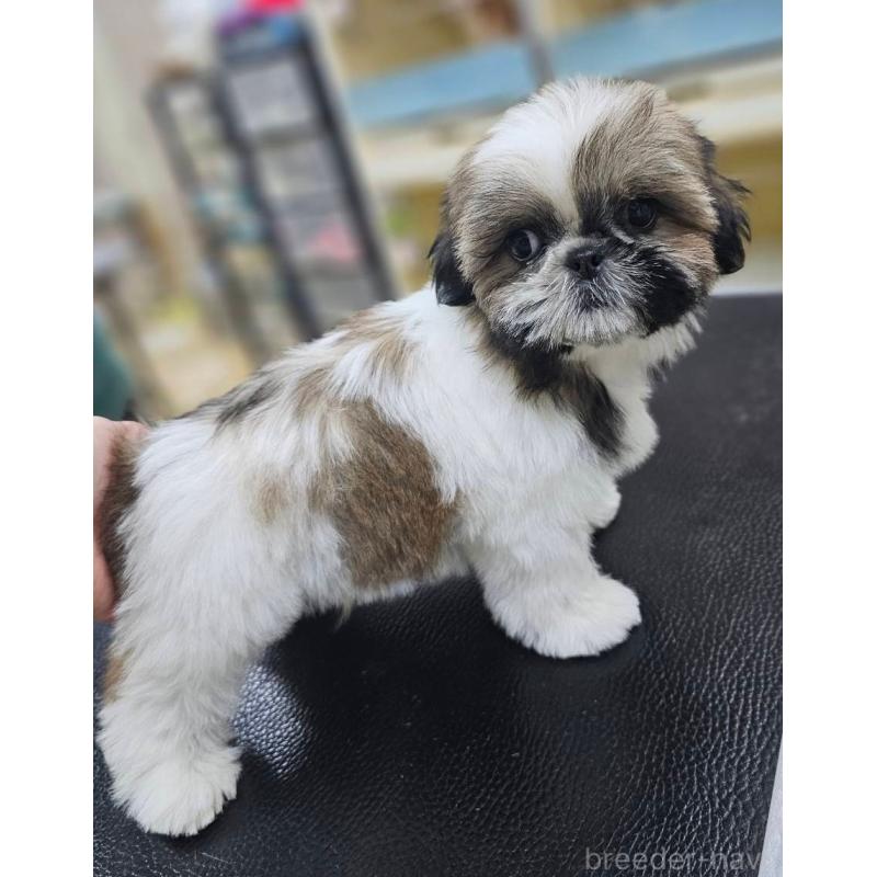 販売中の熊本県のシーズー-432740の3枚目