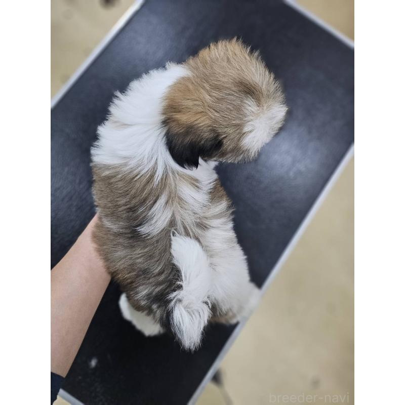 販売中の熊本県のシーズー-432740の2枚目