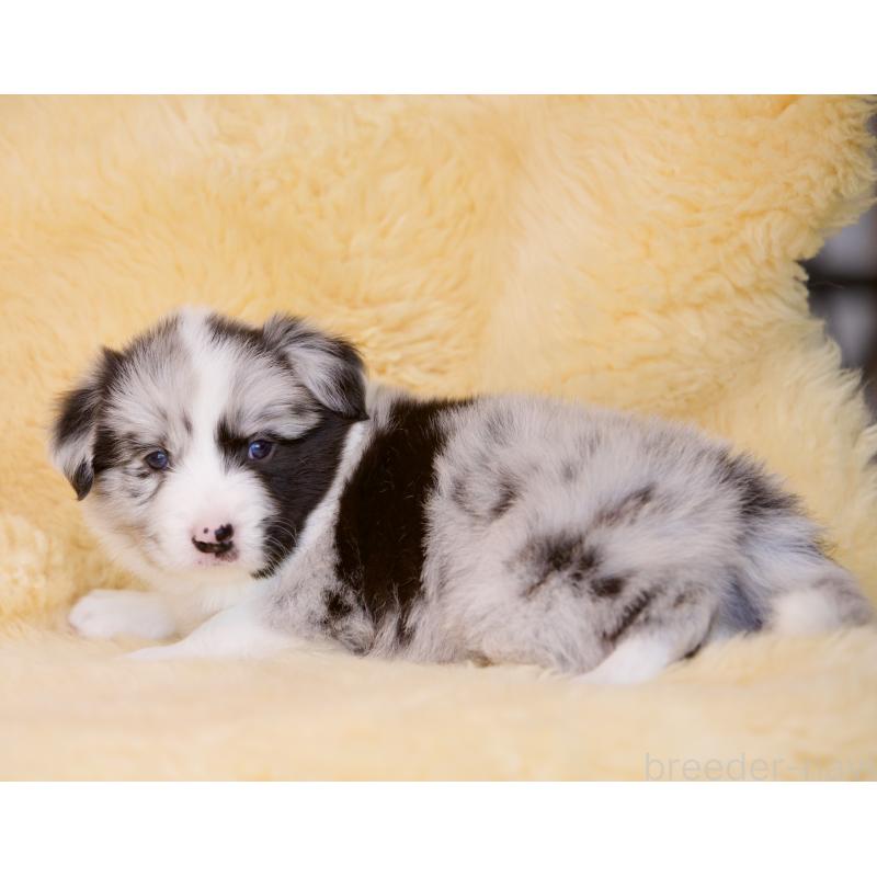 成約済の岐阜県のボーダーコリー-429848の5枚目