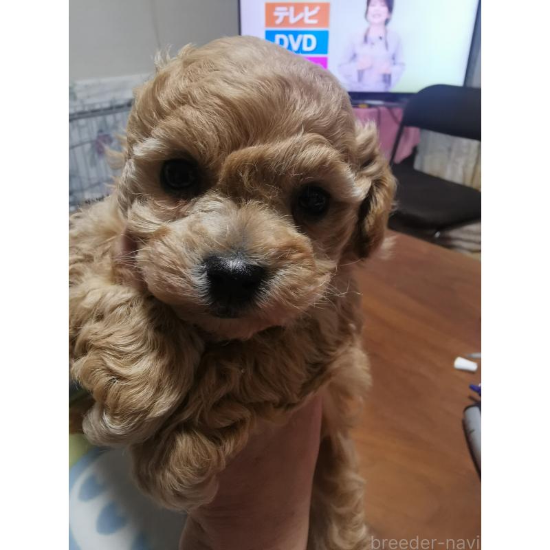 販売中の神奈川県のトイプードル-431246の2枚目