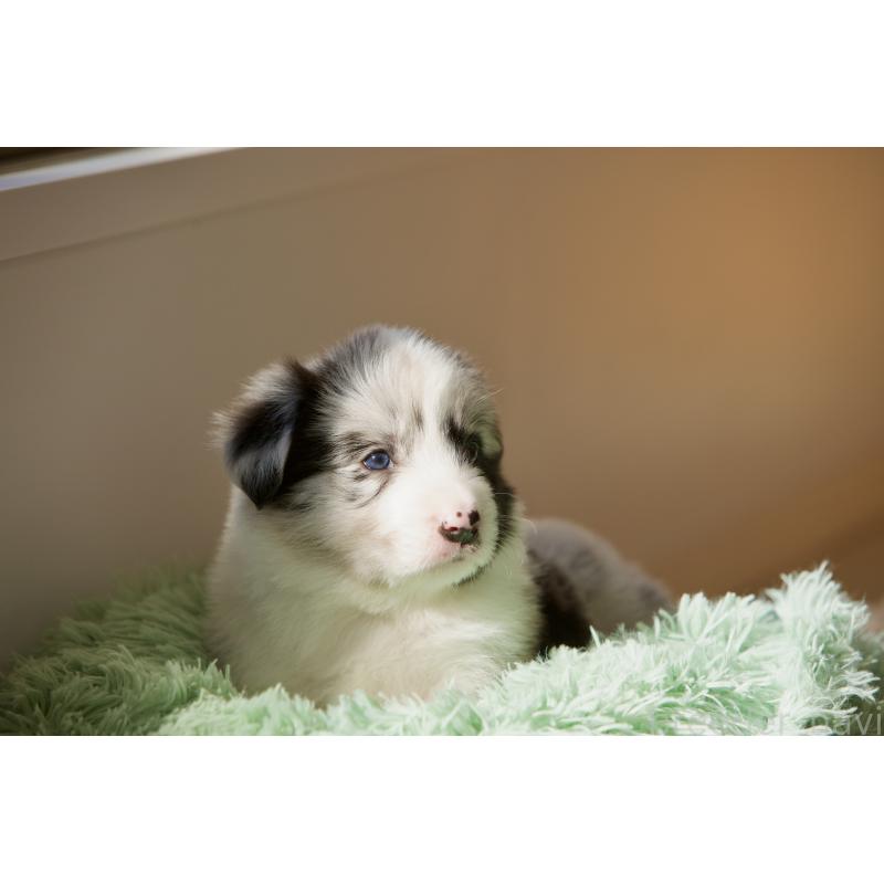 成約済の岐阜県のボーダーコリー-429848の3枚目