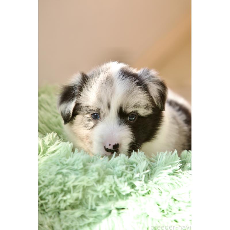 成約済の岐阜県のボーダーコリー-429848の2枚目