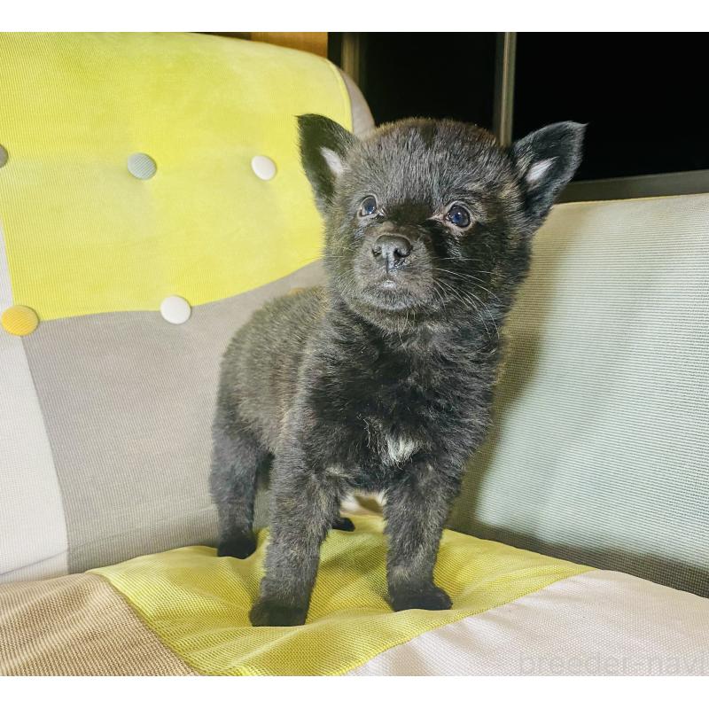 成約済の静岡県の甲斐犬-431066の10枚目