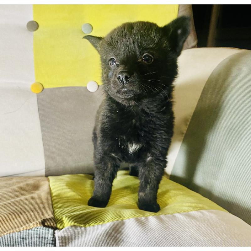 成約済の静岡県の甲斐犬-431066の9枚目