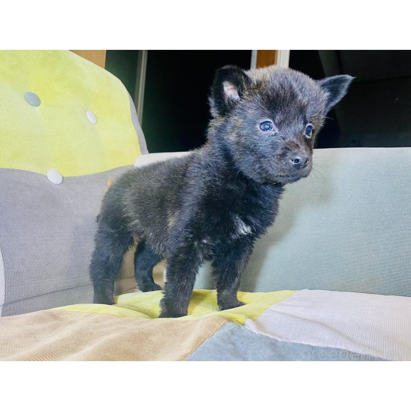 成約済の静岡県の甲斐犬-431066の8枚目