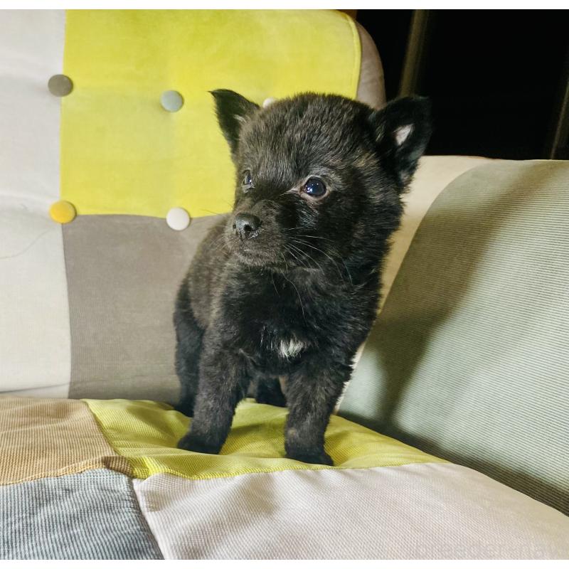 成約済の静岡県の甲斐犬-431066の7枚目