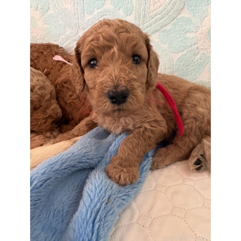 販売中の茨城県のスタンダードプードル-426750