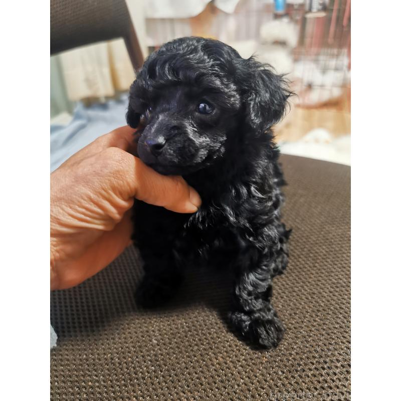 販売中の神奈川県のティーカッププードル-431254の3枚目