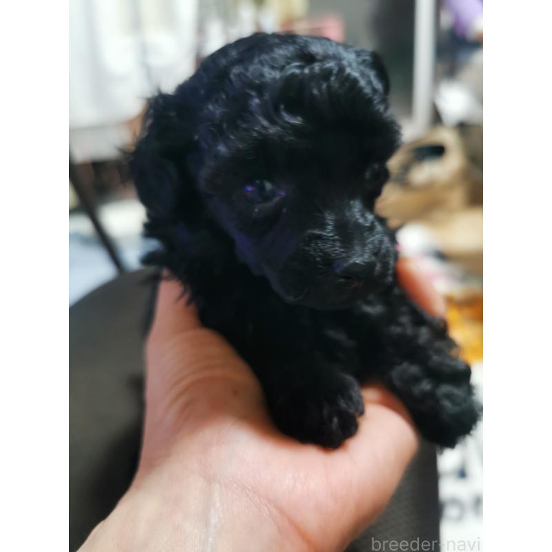 販売中の神奈川県のティーカッププードル-431254の2枚目