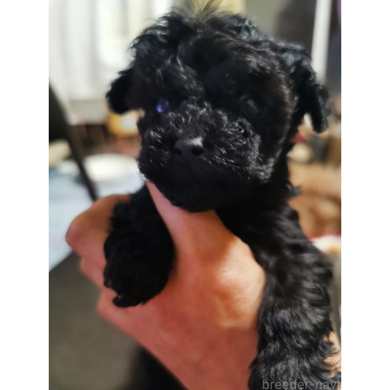 販売中の神奈川県のティーカッププードル-431256の2枚目