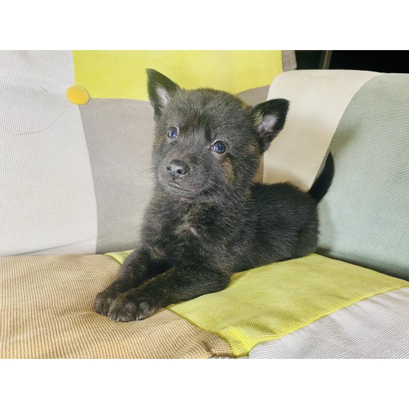 成約済の静岡県の甲斐犬-431062の5枚目