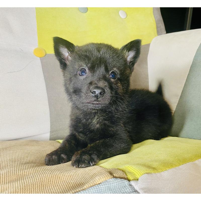 成約済の静岡県の甲斐犬-431062の4枚目