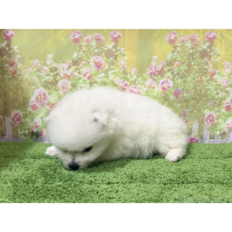 販売中の埼玉県の日本スピッツ-432741の3枚目