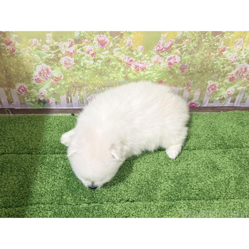 販売中の埼玉県の日本スピッツ-432741の2枚目