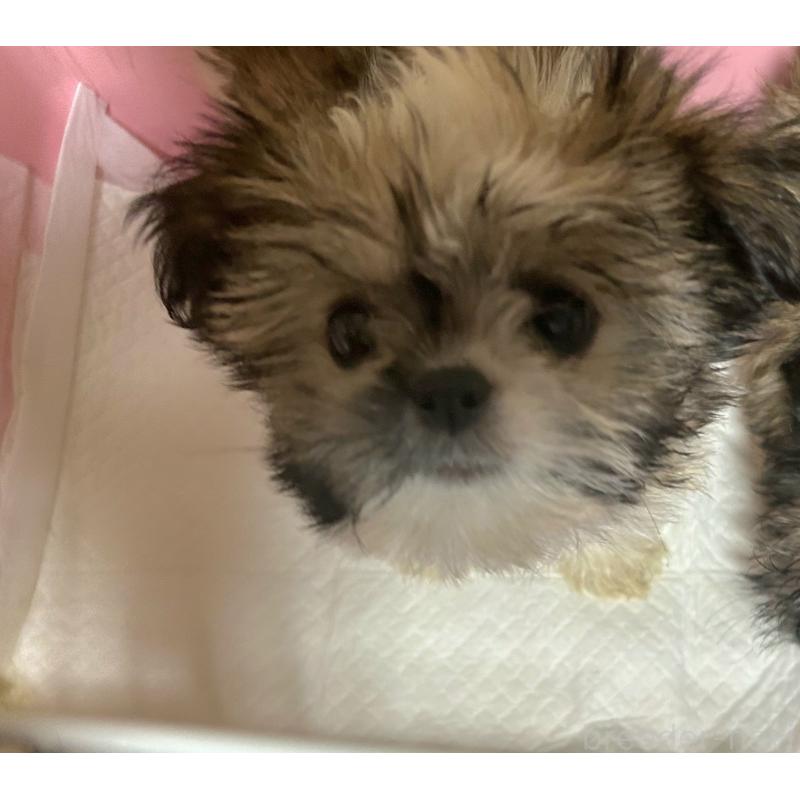 販売中の福岡県のミックス犬-429312の4枚目