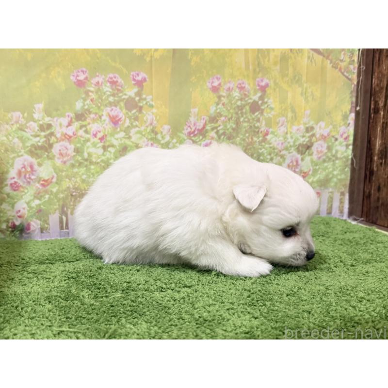 販売中の埼玉県の日本スピッツ-432742の3枚目