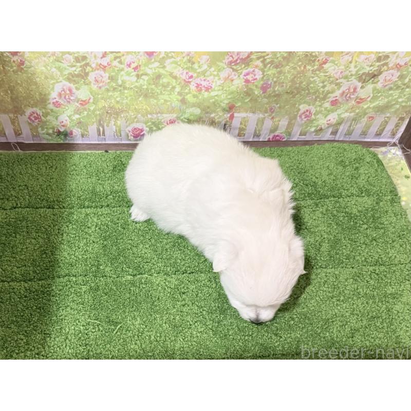 販売中の埼玉県の日本スピッツ-432742の2枚目