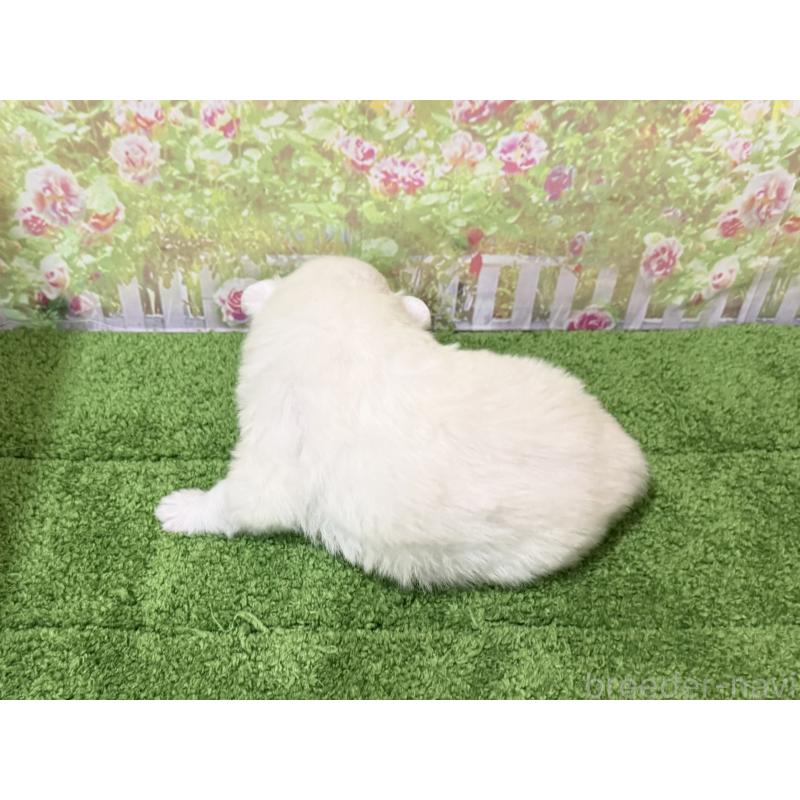 販売中の埼玉県の日本スピッツ-432743の3枚目