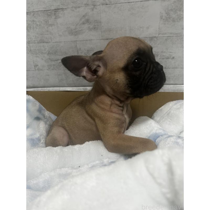 販売中の福井県のフレンチブルドッグ-426254の8枚目