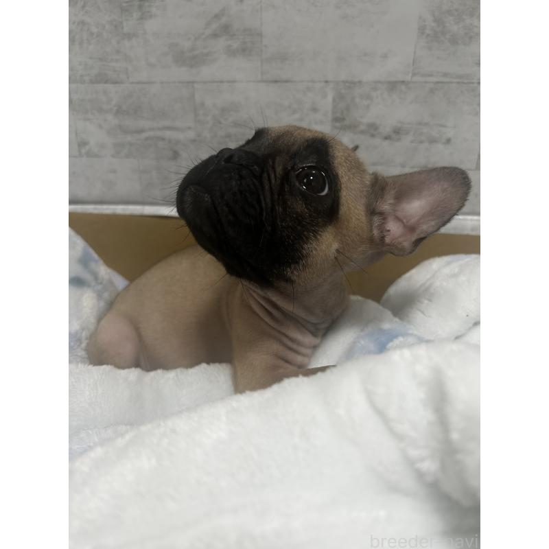 販売中の福井県のフレンチブルドッグ-426254の7枚目
