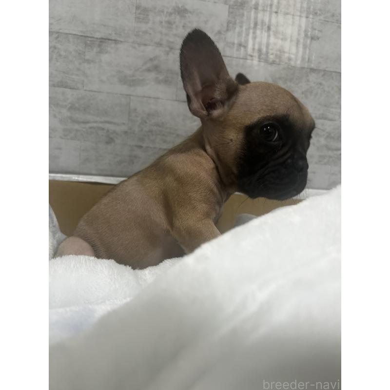 販売中の福井県のフレンチブルドッグ-426254の6枚目
