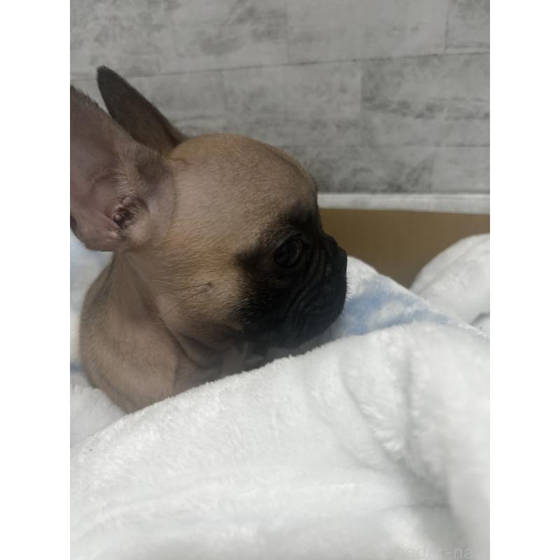 販売中の福井県のフレンチブルドッグ-426254の5枚目