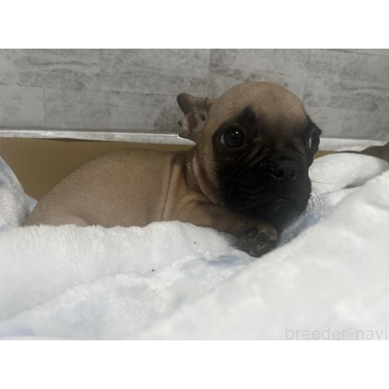 販売中の福井県のフレンチブルドッグ-426254の4枚目