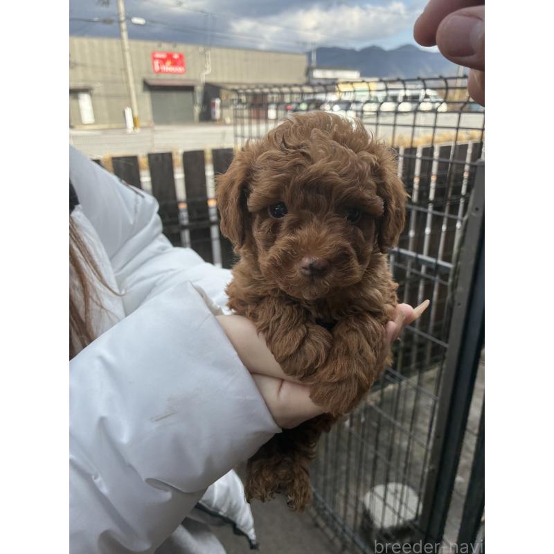 販売中の滋賀県のマルプー:マルチーズ×トイプードル-432744