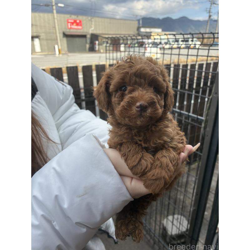 販売中の滋賀県のマルプー:マルチーズ×トイプードル-432744の6枚目