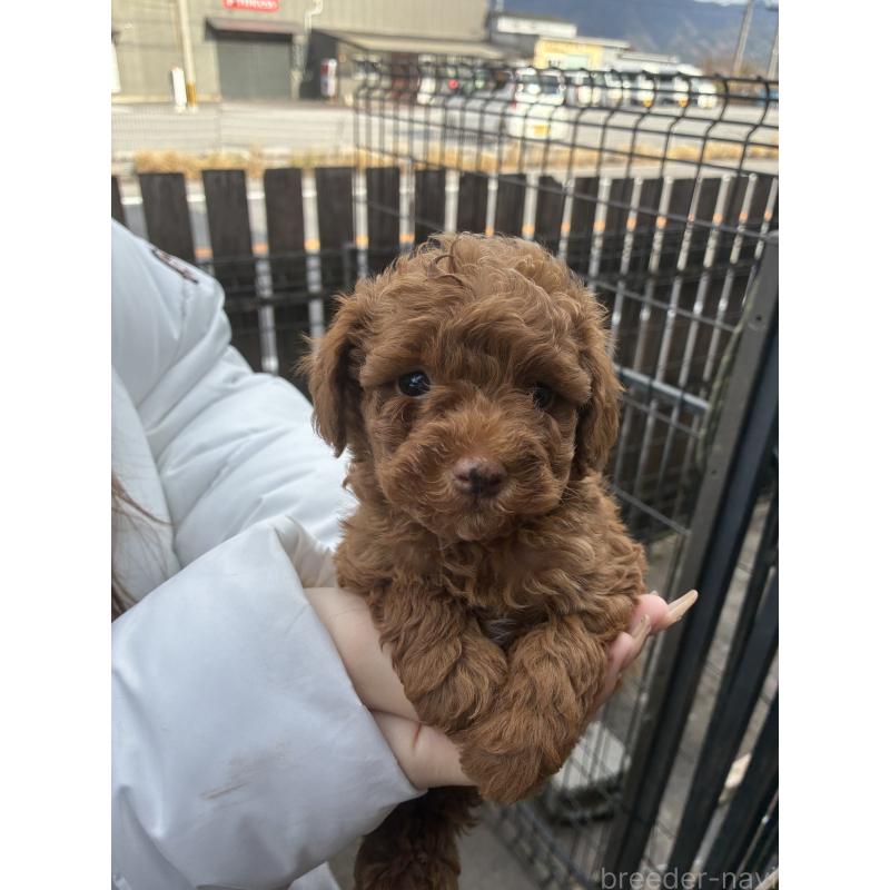 販売中の滋賀県のマルプー:マルチーズ×トイプードル-432744の5枚目