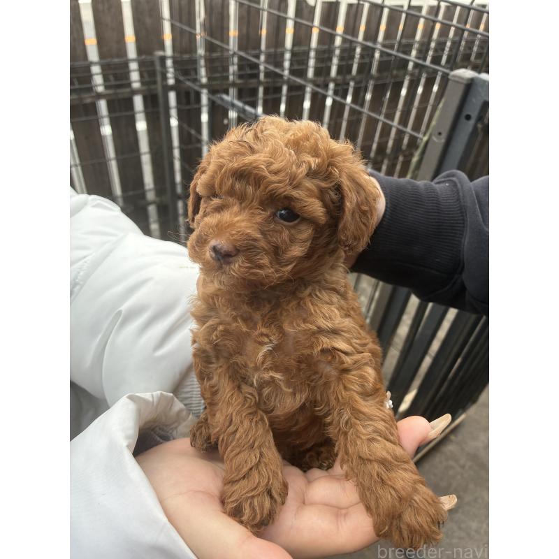 販売中の滋賀県のマルプー:マルチーズ×トイプードル-432744の4枚目