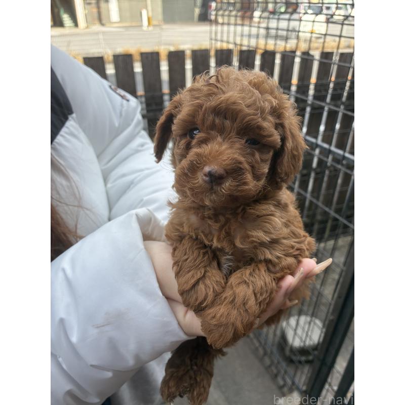 販売中の滋賀県のマルプー:マルチーズ×トイプードル-432744の3枚目