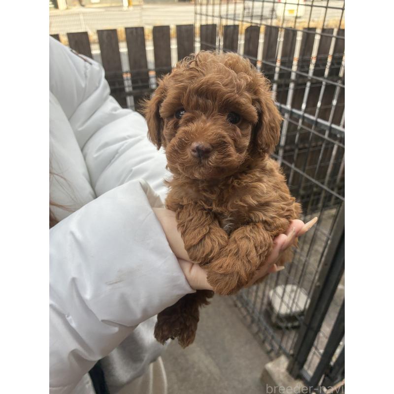 販売中の滋賀県のマルプー:マルチーズ×トイプードル-432744の2枚目