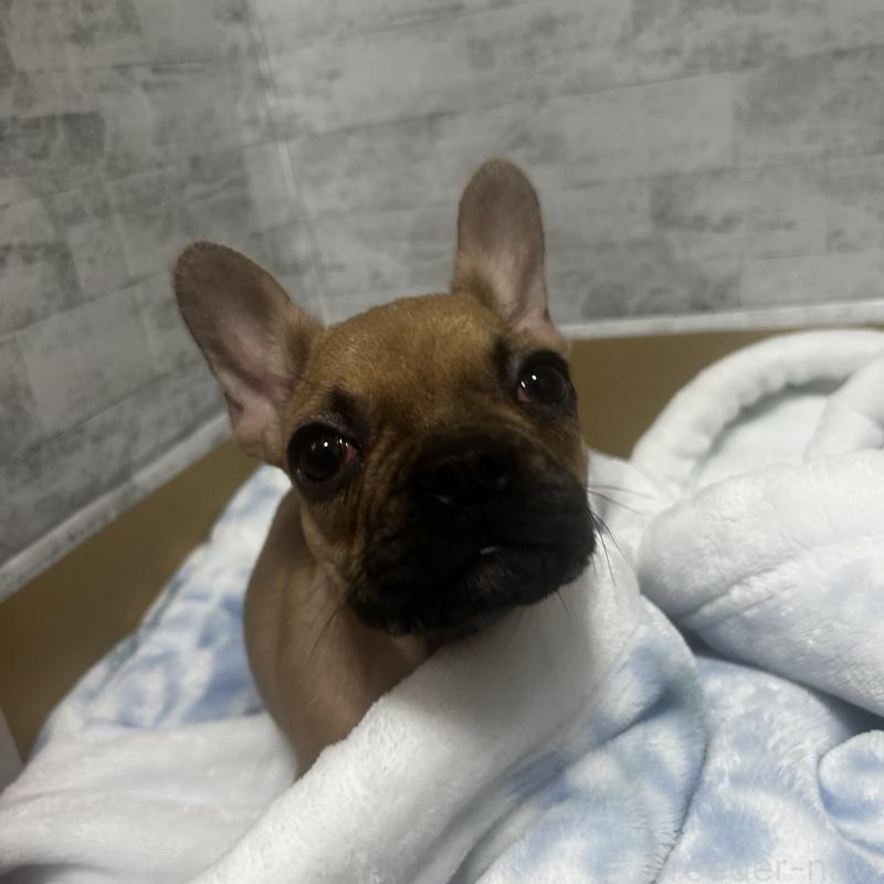 販売中の福井県のフレンチブルドッグ-417248