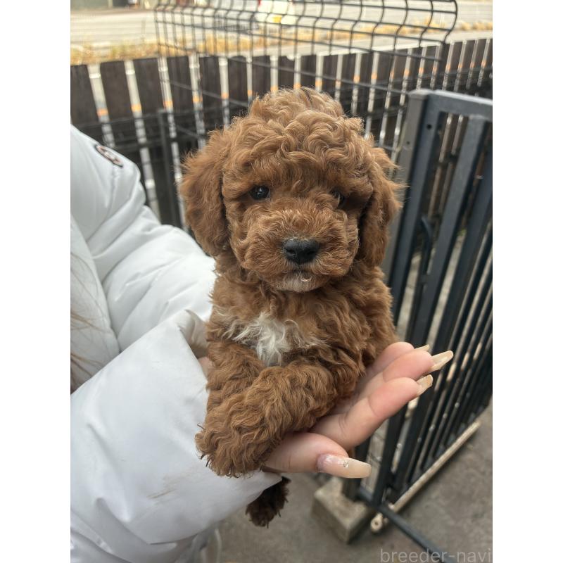 販売中の滋賀県のマルプー:マルチーズ×トイプードル-432745