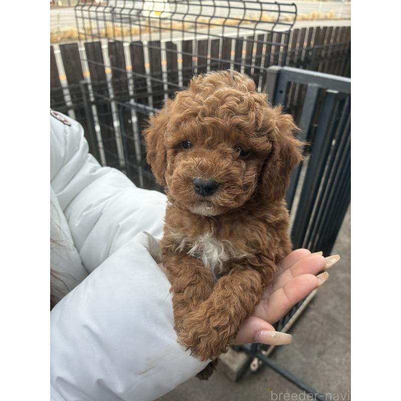 販売中の滋賀県のマルプー:マルチーズ×トイプードル-432745の5枚目