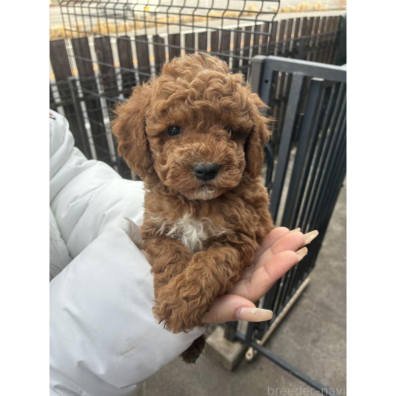 販売中の滋賀県のマルプー:マルチーズ×トイプードル-432745の4枚目