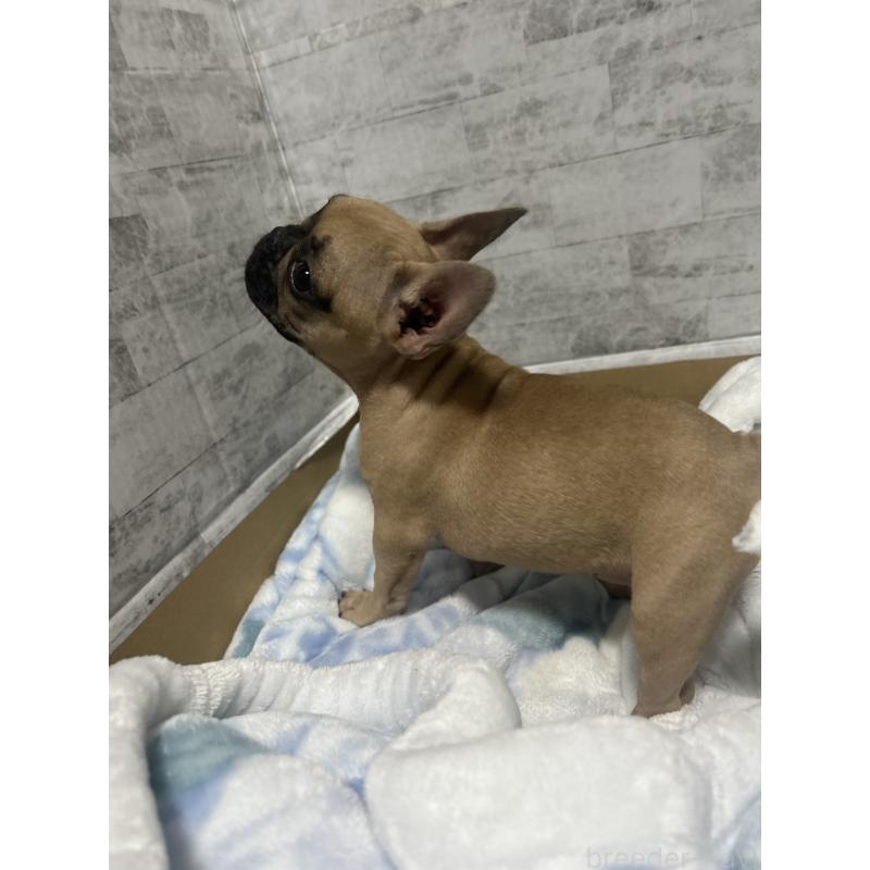 販売中の福井県のフレンチブルドッグ-426252の11枚目