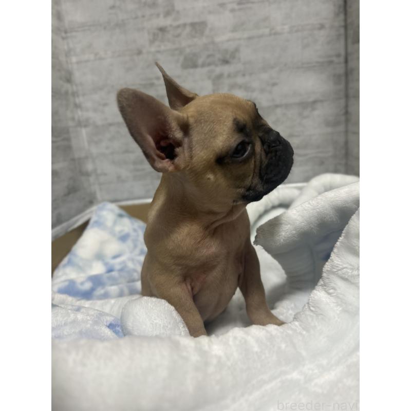 販売中の福井県のフレンチブルドッグ-426252の10枚目